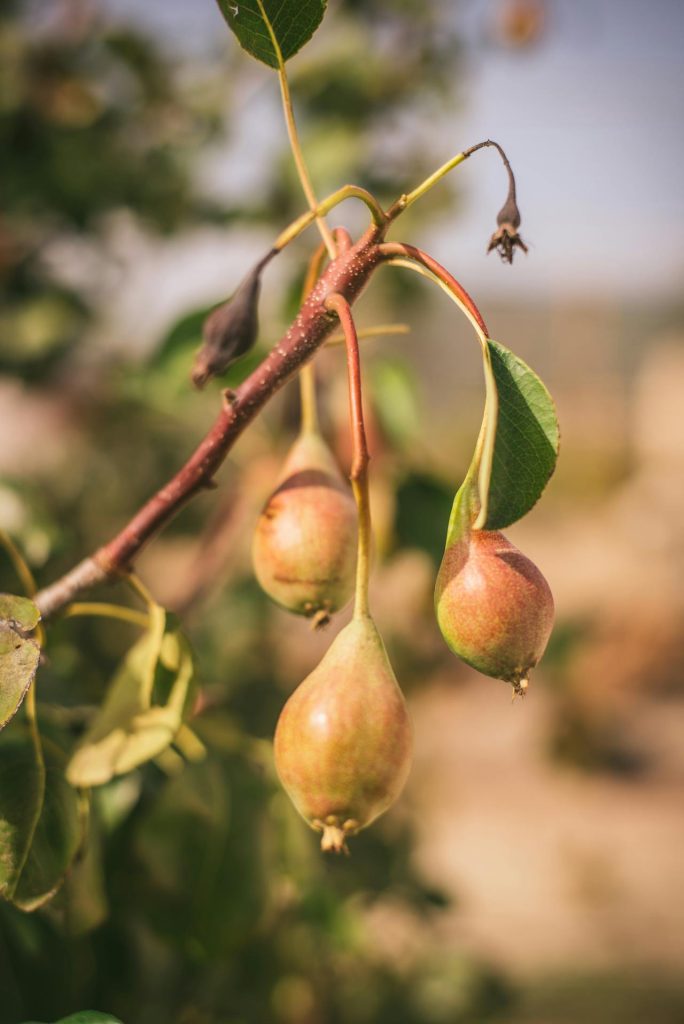 Perenboom (Pyrus communis)