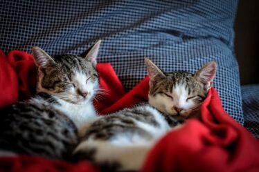 Vriendelijke manieren om katten te weren uit je tuin