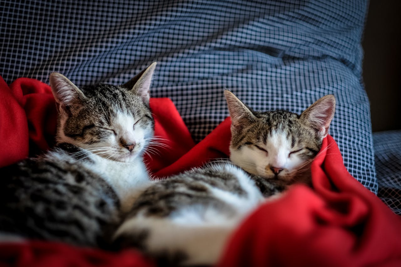 Vriendelijke manieren om katten te weren uit je tuin