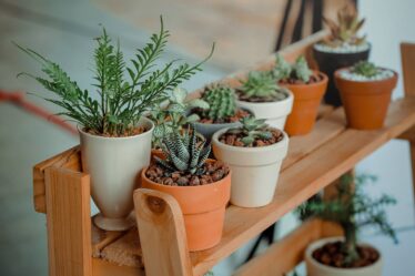 Vaste planten geven kleur en leven in de tuin