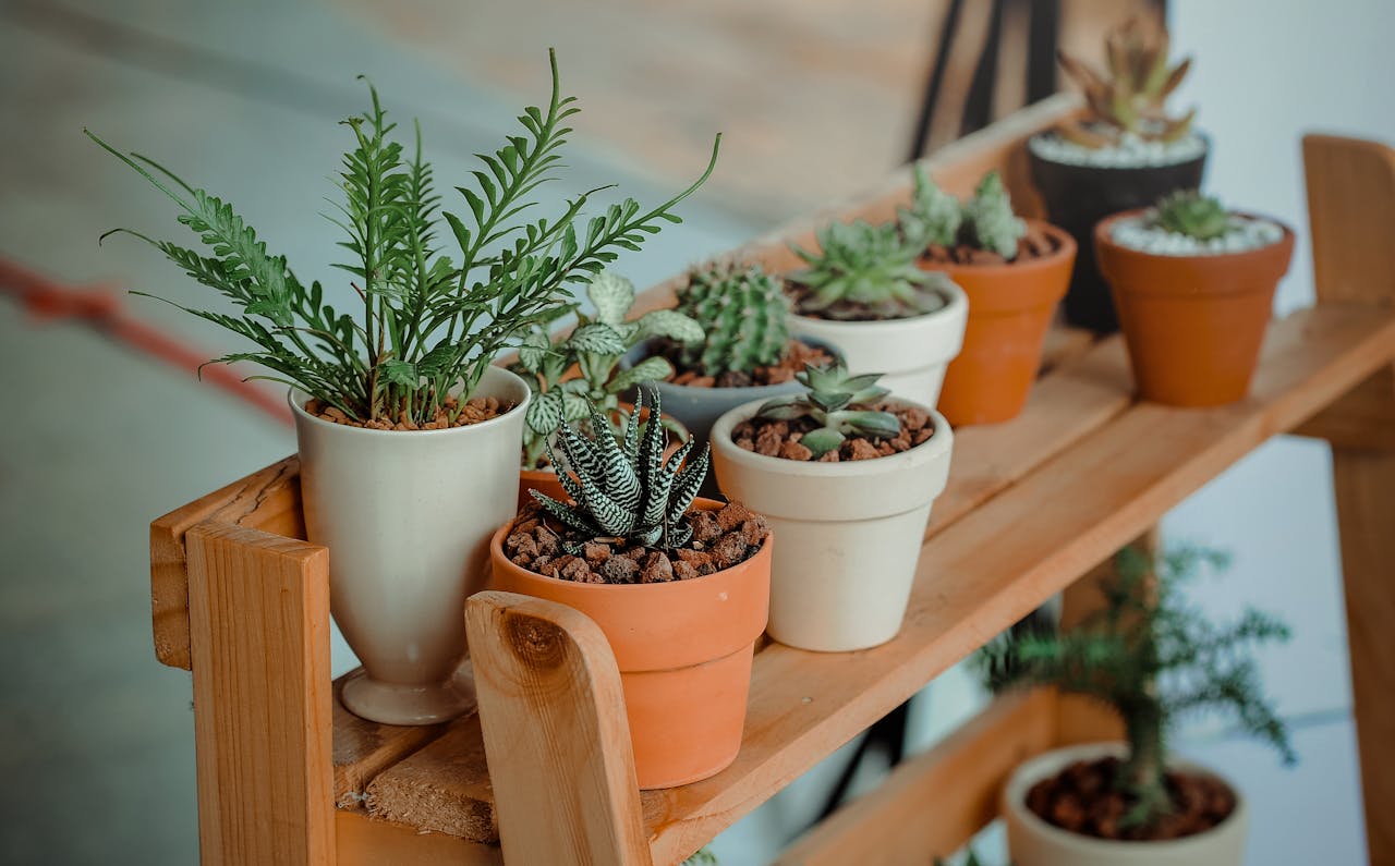 Vaste planten geven kleur en leven in de tuin